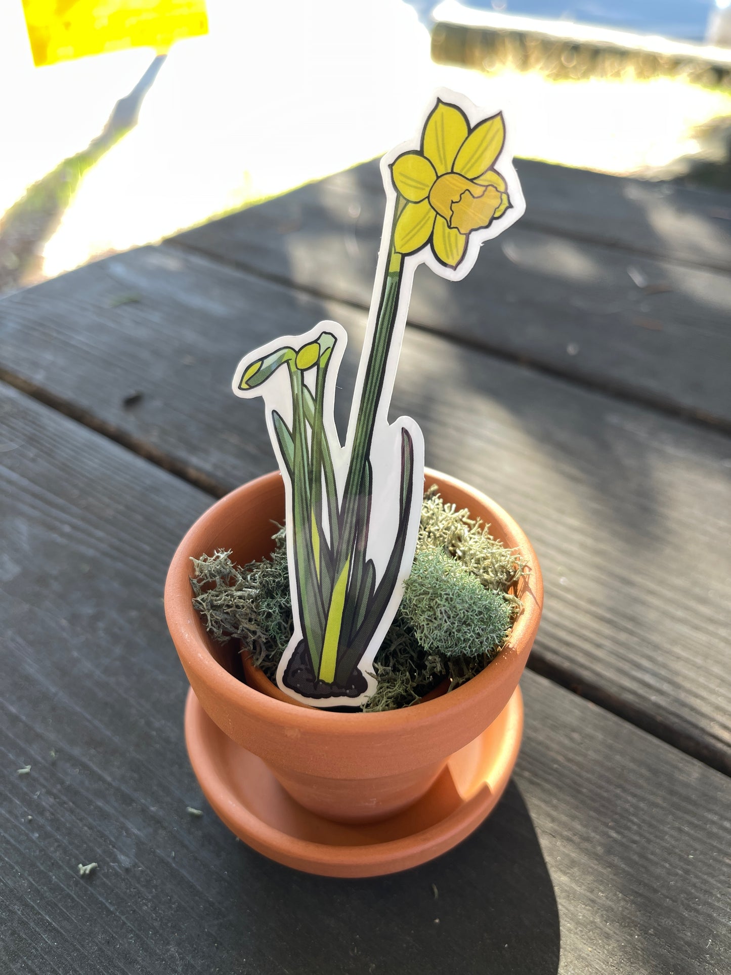 Daffodil Sticker